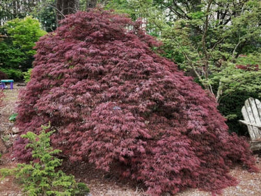 Acer palmatum 'Shojo shidare' - mapleridgenursery